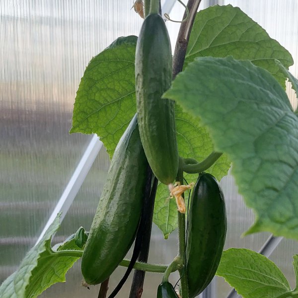 Drivhus 12,4m | Hy dyrkingshyde | 6mm kanal plast