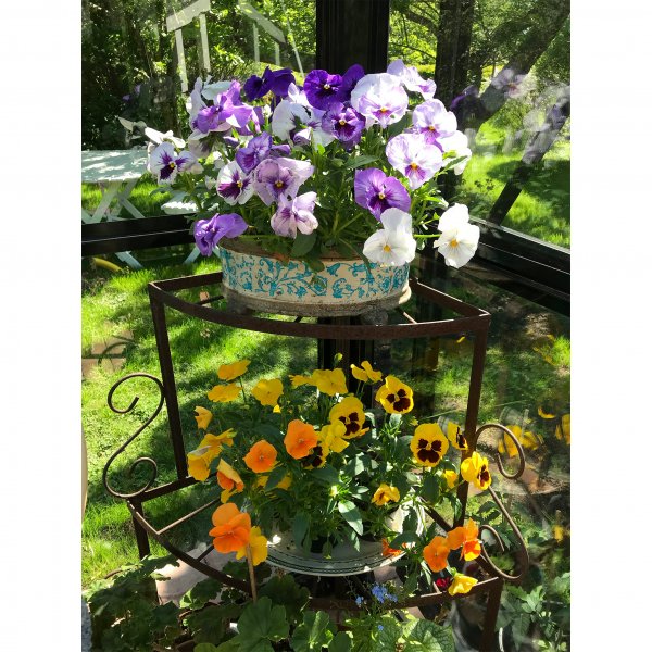 Drivhus 8,7 m² | 5 års stormgaranti | Firkantet premium drivhus | Lysthus Drivhus 8,7 m² | 5 års stormgaranti | Firkantet premium drivhus | Lysthus