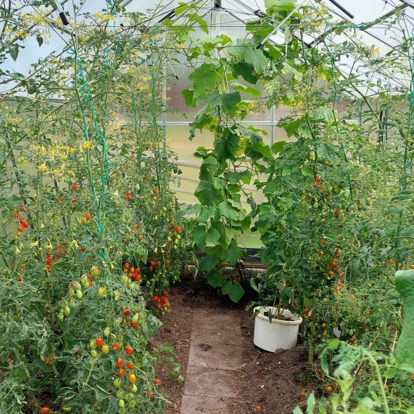 Drivhus 12,4m | Hy dyrkingshyde | 6mm kanal plast