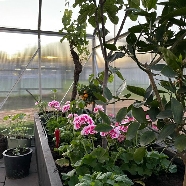 Drivhus 18m Premium | Ekstra hy dyrkingshyde | 6mm kanal plast