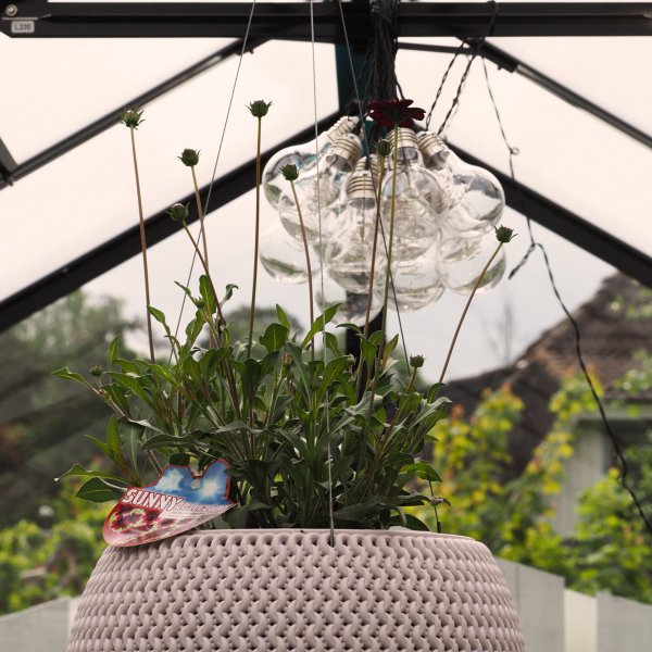 Drivhus 8,0m | 4mm sikkerhetsglass | 5 rs stormgaranti