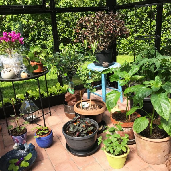 Paviljong 17,6 m� | Stort premium drivhus | 4 mm sikkerhetsglass