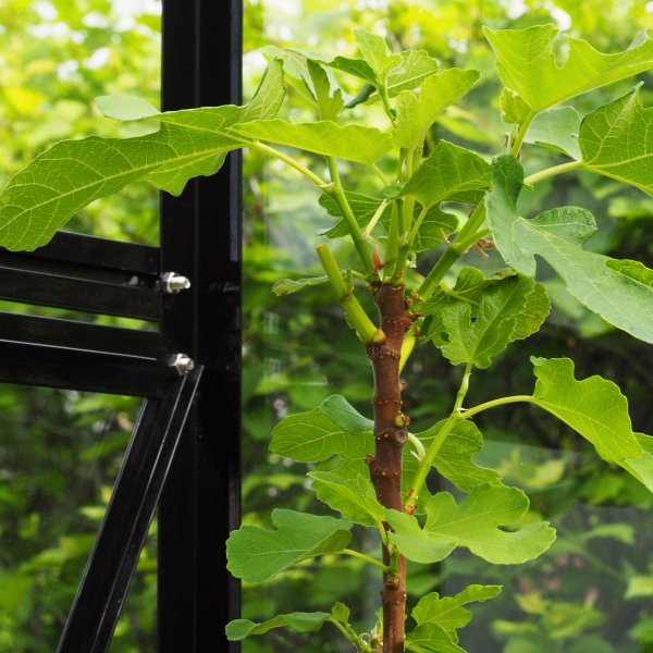 Drivhus 8,0m | 4mm sikkerhetsglass | 5 rs stormgaranti