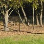 Villagjerde 120cm hyt | 25 meterspakke